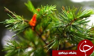 جو پایدار در اکثر مناطق کشور/ کاهش آلودگی هوا و بارش برف و باران از چهارشنبه در تهران