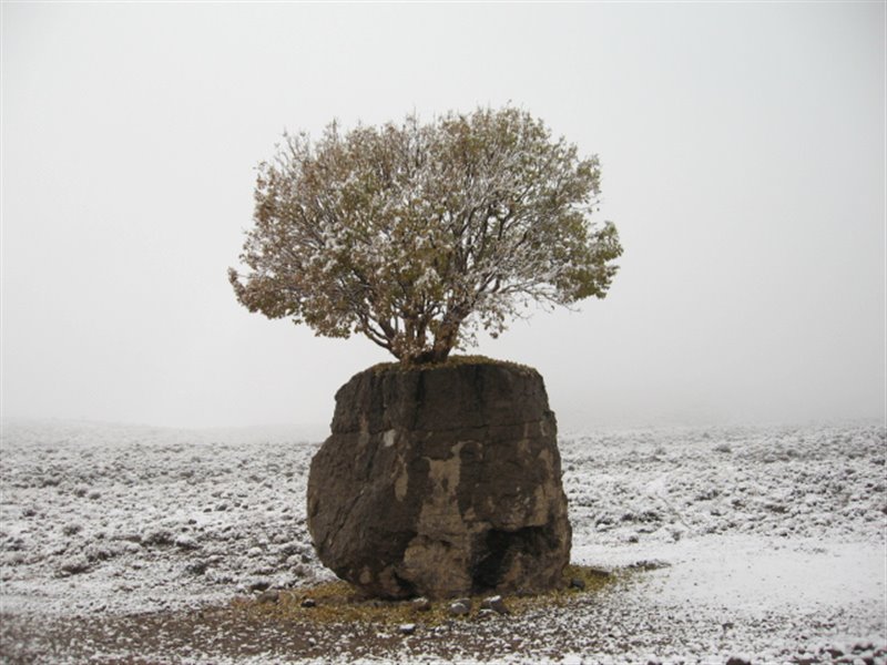 عجیب ترین درخت ایران