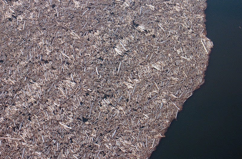 دریاچه ای که با خرده چوب پوشیده شده است + تصاویر
