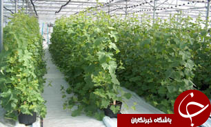 سیاست وزارت جهاد کشاورزی،سرمایه گذاری در کشت گلخانه ای