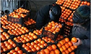 راه اندازی 9مرکز عرضه میوه شب عید در شهرستان سقز