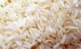 آغاز تولید نشاء برنج در بروجرد