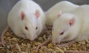 نجات "موش‌های آزمایشگاهی" از تست لوازم آرایشی