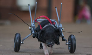 بچه خوکی که با صندلی چرخدار راه می‌رود + تصاویر