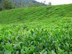 خرید بیش از 23هزار تن برگ سبز چای از چایکاران