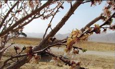 خسارت سرما زدگی به باغات استان چهارمحال و بختیاری