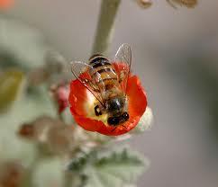 کوچ 25 هزار کلنی زنبور عسل از نقاط گرمسیری به خمین آغاز شد