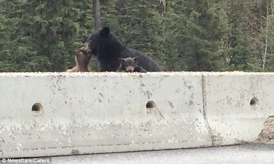 لحظه نجات بچه خرس از جاده +تصاویر