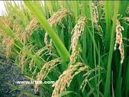 اعلام قیمت انواع برنج تولیدی مازندران