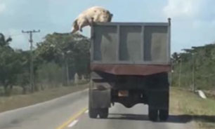 فرار شجاعانه خوک از کامیون در حال حرکت + فیلم
