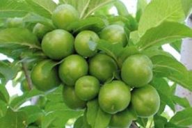 نوبرانه گوجه سبز گیلان به بازار آمد