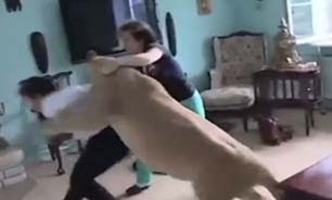 حمله شیر خانگی به میهمان ناخوانده + فیلم