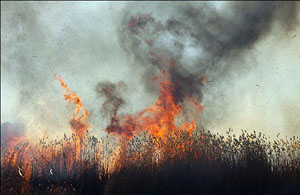 خسارت آتش سوزی به جنگلهای کازرون فارس