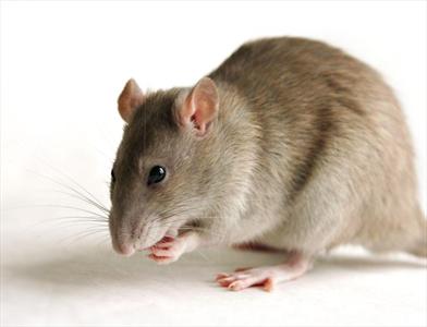 استفاده جالب موش ها از سبیل به جای انگشت
