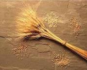 تحویل 98 هزار تن گندم به سیلوهای استان مرکزی