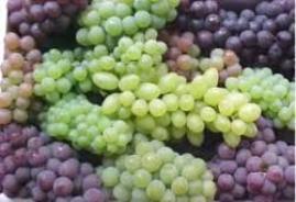 پیش بینی برداشت 156 هزار تن انگور در خلیل ‌آباد