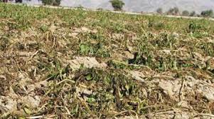 خسارت ۸۵ درصدی کشاورزی در شهرستان بیله‌ سوار