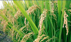 کاشت برنج در فارس