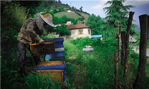 بیمه صندوق کشاورزی پاسخگوی نیاز زنبورداران همدان نیست