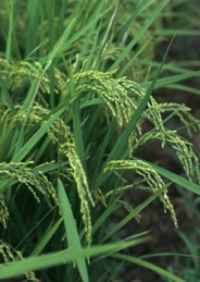 مناسب بودن شرایط جوی گیلان برای جمع آوری محصول برنج