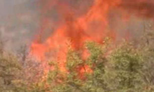 بیش از 1000 هکتار از گونه‌های گیاهی پارک ملی گلستان در آتش سوخت + فیلم