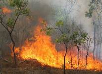 مهار آتش سوزی در 6 هکتار از جنگل های گیلان