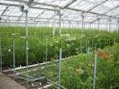 بهینه شدن شرایط تهویه مناسب خاک در گلخانه و پیشگیری از تجمع نیترات در محصول