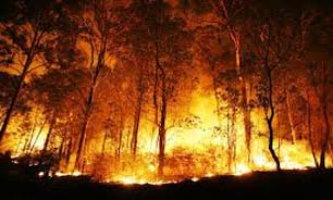 آتش سالانه جان هزاران هکتار جنگل را می‌گیرد