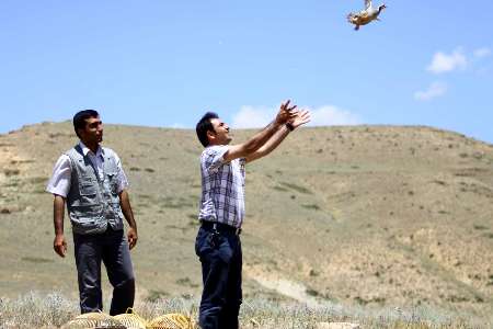 رهاسازی 750 جاندار در طبیعت استان کردستان