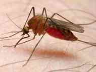 حذف مالاريا در كشور؛ اولويت وزارت بهداشت