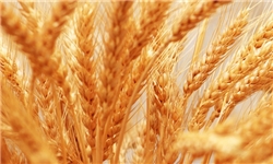 خرید 74 هزار و 89 تن گندم از کشاورزان مازندران