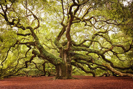 زیباترین و شگفت انگیز ترین درختان جهان 2 + تصاویر