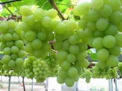 گرمای هو ا و کمبود بارندگی عامل کاهش تولید انگور مرغوب در بردسکن