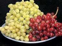 صادرات 40 درصدی انگور استان مرکزی به استان‌های همجوار