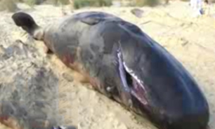 نجات چهار نهنگ 11 تنی در سواحل کرواسی + فیلم