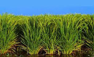 سازمان تعاون روستایی برنج توافقی را از کشاورزان می خرد