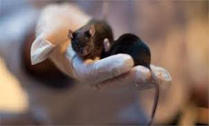 ژن‌های انسانی، توان یادگیری موش‌ها را قوی‌تر می‌کند
