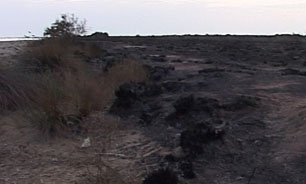 عوامل انسانی یکی از دلایل آتش‌سوزی در تنها جزیره دریای خزر + فیلم