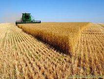 خرید 13 هزار تن گندم از کشاورزان خوی