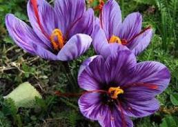 پیش بینی افزایش برداشت گل زعفران در خراسان رضوی