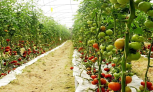صادرات محصولات کشاورزی گلخانه ای از جهرم فارس
