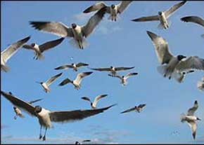 رهاسازی1000 قطعه پرنده آبزی و کنار آبزی در ساحل رودخانه کارون