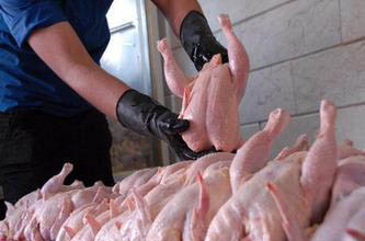 صادرات مرغ به روسیه، به مرحله‌ی بعد از نظارت‌های بهداشتی موکول شده است