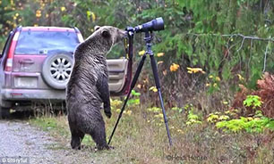 ایستادن خرس کنجکاو پشت دوربین + فیلم