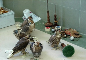 نگاهی به فنون زنده‌گیری و قاچاق دردناک پرندگان