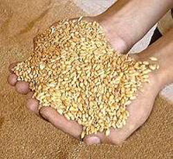 توزيع بیش از 4 هزار تن بذر گندم بين كشاورزان گندمكار شهرستان ارزوئيه