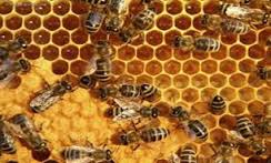 تولید بیش از هزارو 297 تن عسل در خراسان شمالی