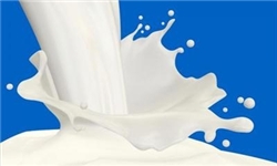تولید سالانه 272 هزار تن شیر در اردبیل