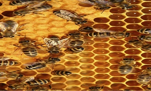 کارشکنی شرکت خدمات بازرگانی از تحویل شکر به زنبورداران