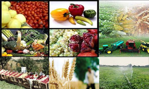 میزان صادرات محصولات کشاورزی در سال جاری بیش از دو میلیون تن بوده است